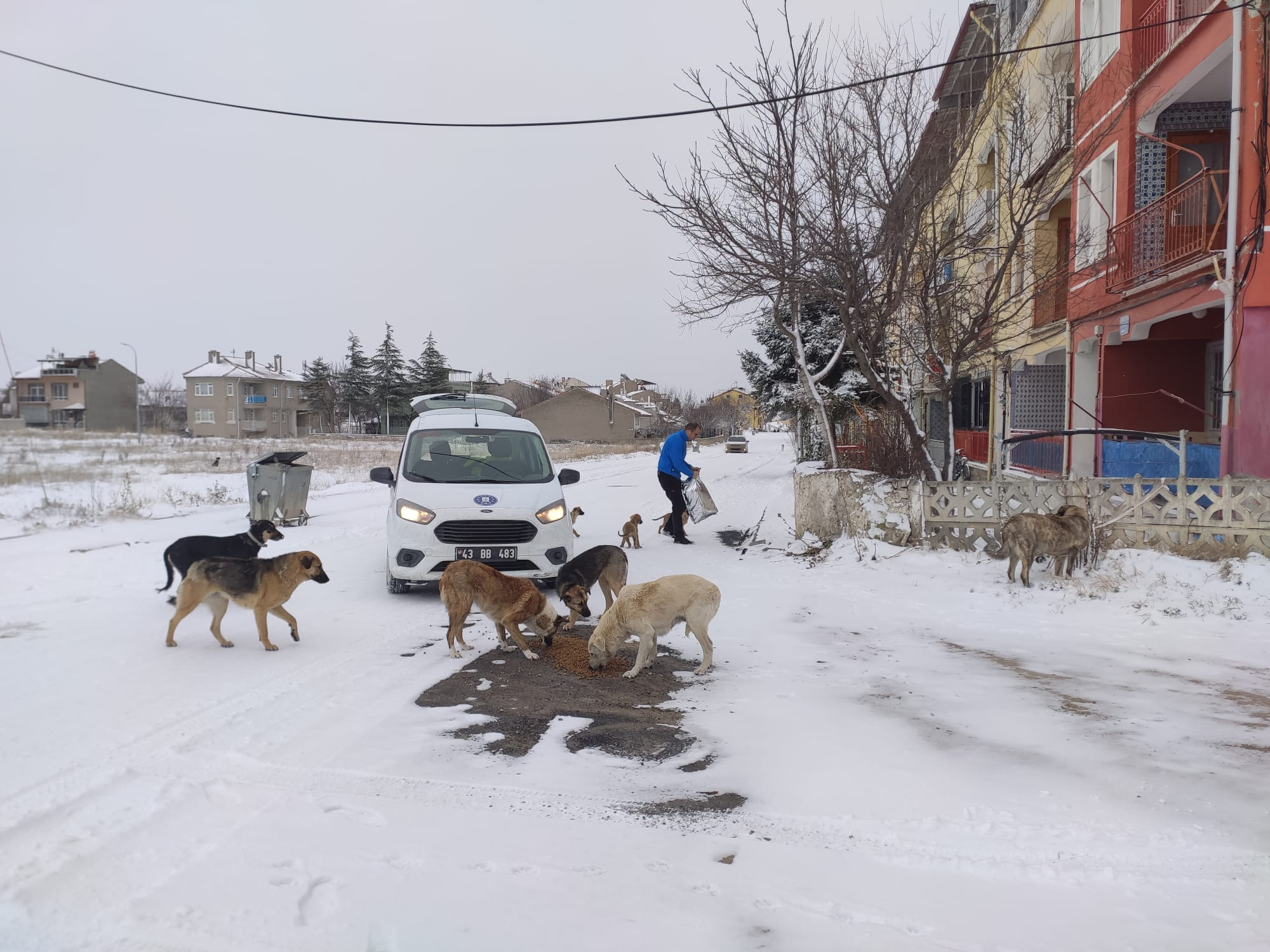 Kütahya Belediyesi sokak hayvanlarını unutmadı