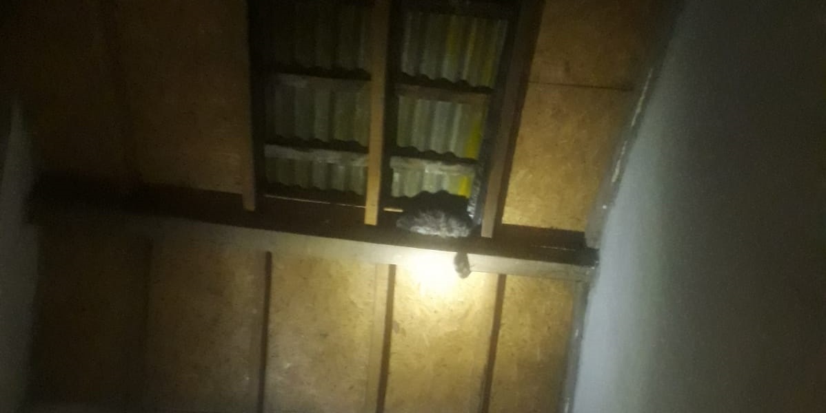 Çatı arasında mahsur kalan kedi kurtarıldı