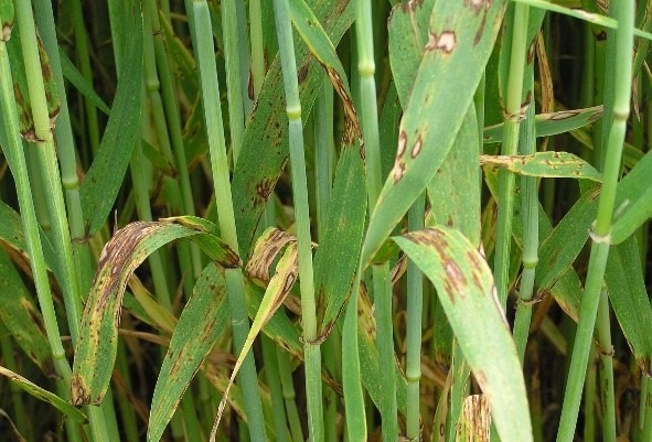 Buğday ve arpada hastalık alarmı