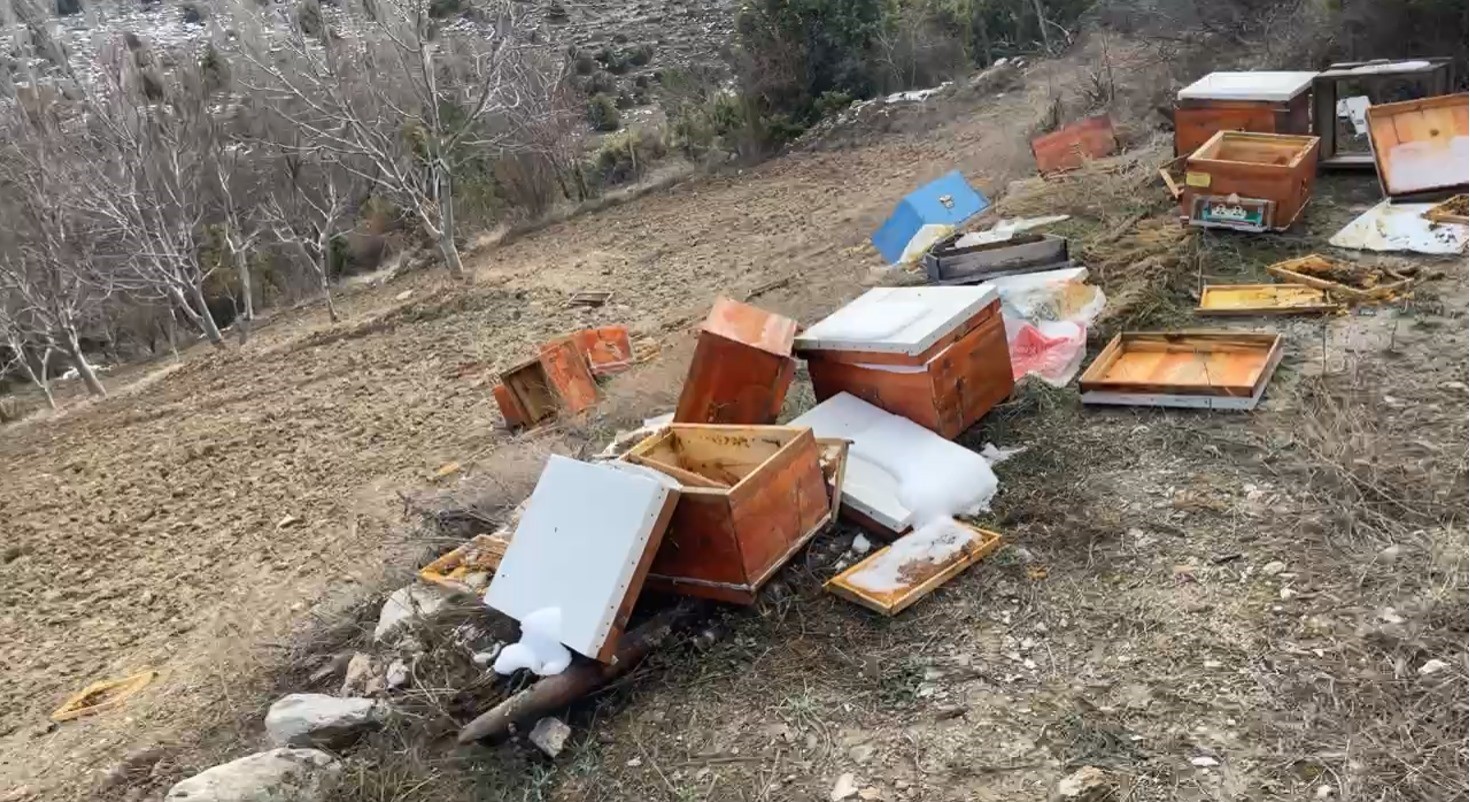 Ayılar kovanları parçaladı, arılar telef oldu