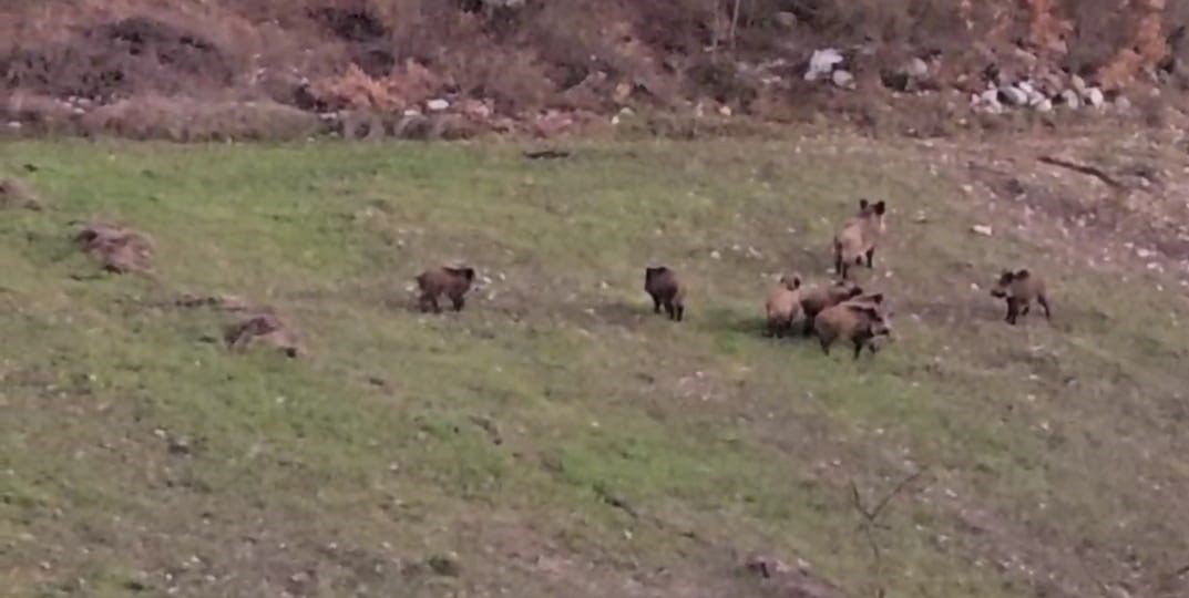 Domuz sürüsü böyle görüntülendi