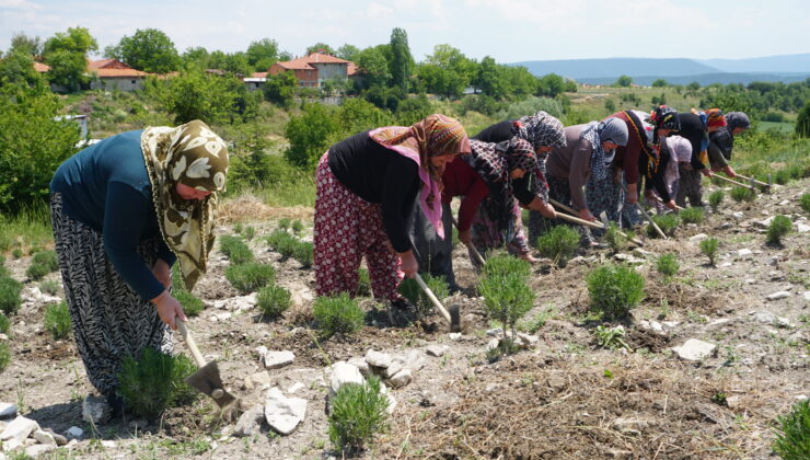 Kadınlar el birliği ile lavanta üretiyor