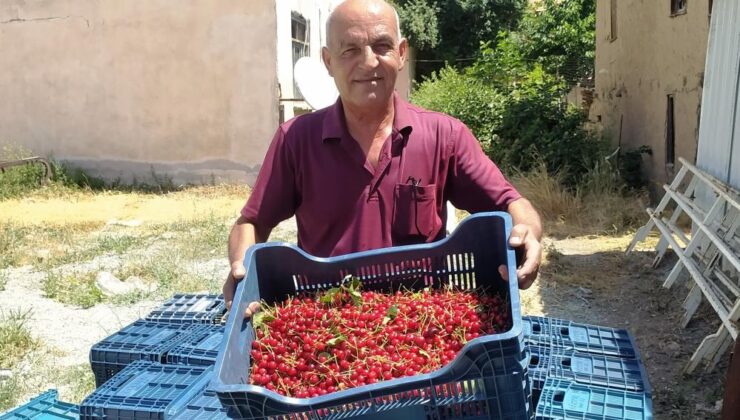 Vişne alım fiyatı üreticiyi tatmin etmedi