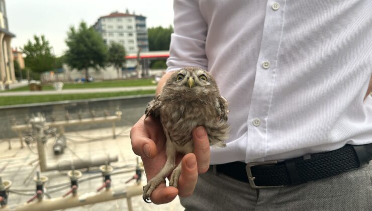 Doğa Koruma ekipleri gelmeyince yavru baykuşu evine götürmek zorunda kaldı