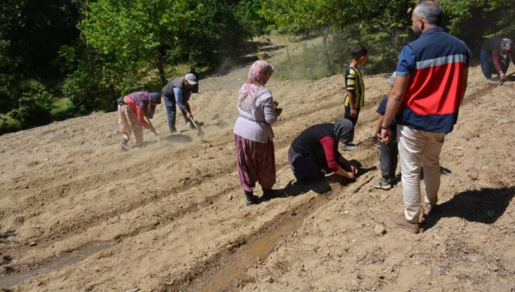 Kadın çiftçilerle Altın Otu yetiştiriciliği