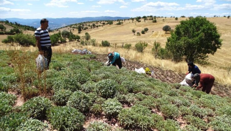 Adaçayında buruk hasat