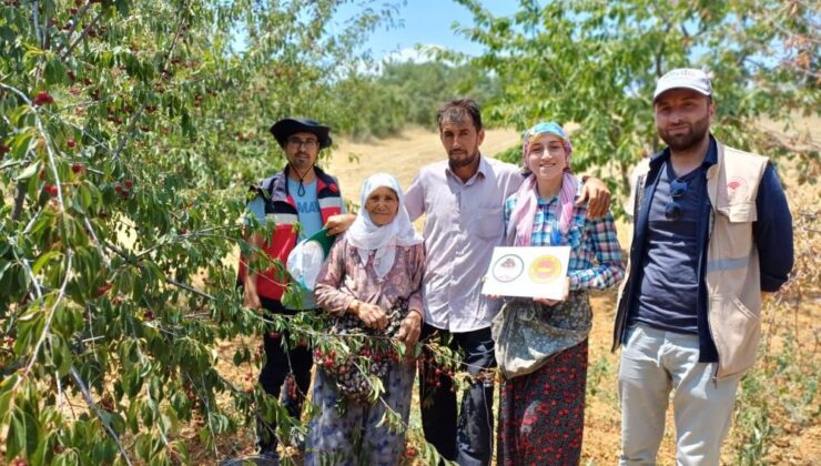 Şaphane Vişnesi için tescil ve kontrol çalışması