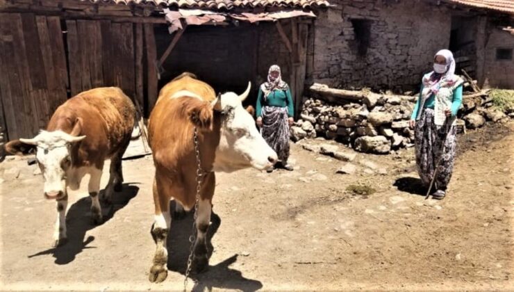 4 yılda 72 aileye manda desteği sağlandı