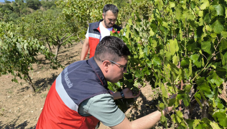 Çiftçilere teknik destek ve bilgilendirmeler devam ediyor