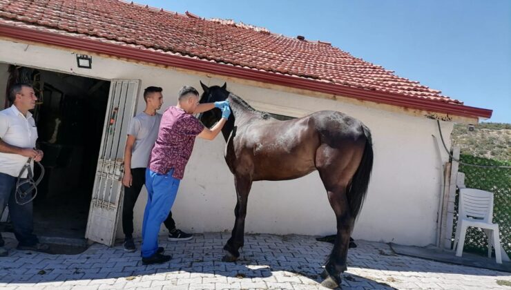Hayvandan insana bulaşan hastalıklara karşı tedbir alınıyor