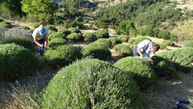 6 yıldır geçimini lavantadan sağlıyor