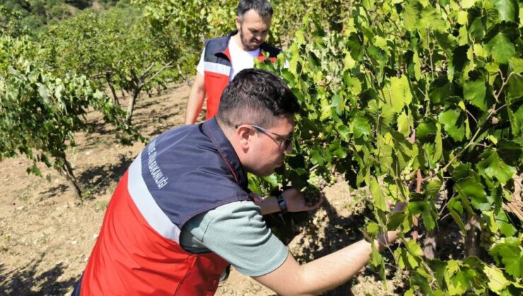 Çiftçiler hastalık ve zararlılar konusunda bilgilendirildi