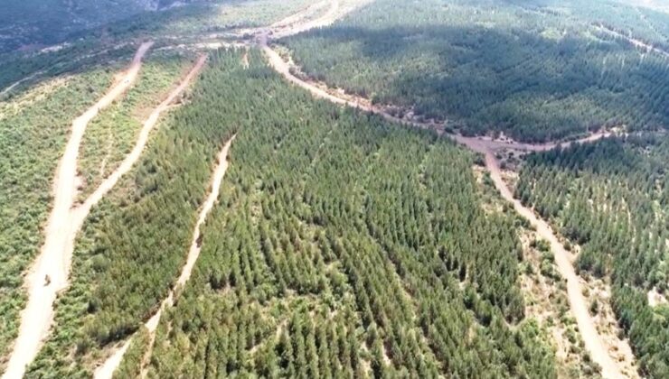 Ağaçlandırma sahalarında yol bakım çalışması