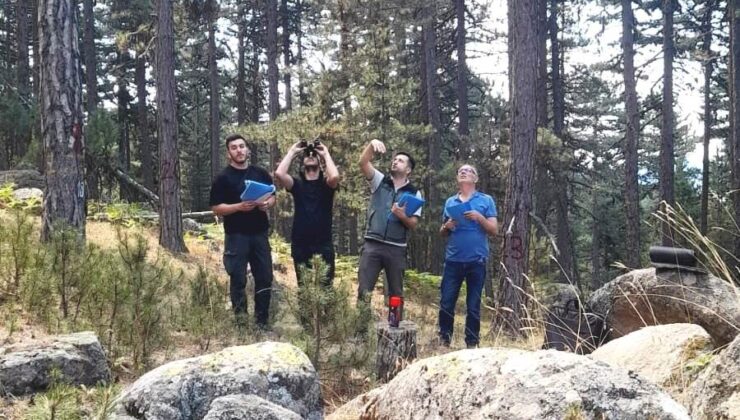 Hava kirliliğine karşı ormanlar gözlemleniyor
