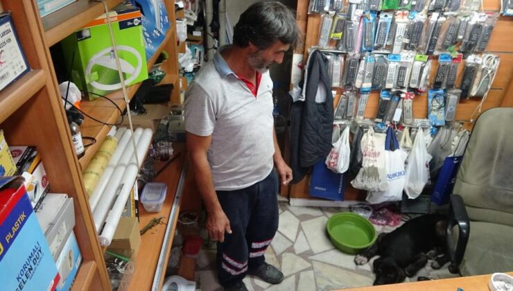 Serinlemek için işyerine giren köpek, yüzlerde tebessüm oluşturdu