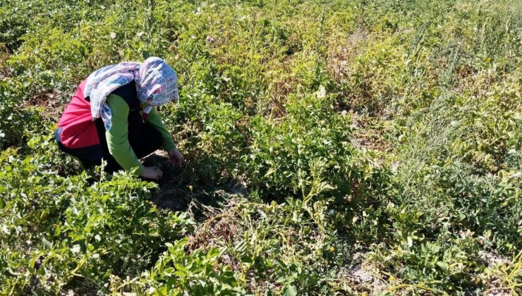 Patates üretiminde hastalıklara karşı mücadele