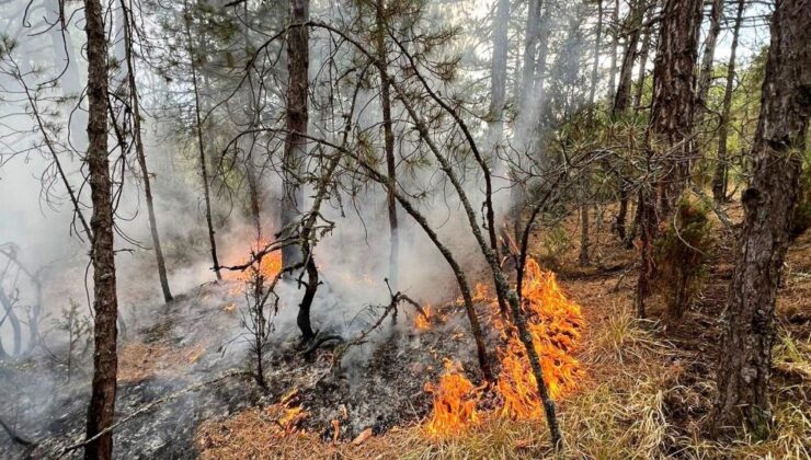 1 günde yıldırım kaynaklı 8 orman yangını çıktı
