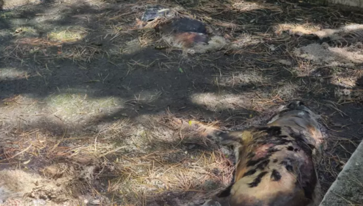 Bu nasıl vahşet! 13 köpek sulama havuzunda ölü bulundu