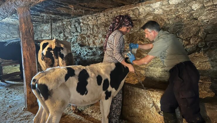 Ekipler sağlıklı hayvancılık faaliyetleri için sahada