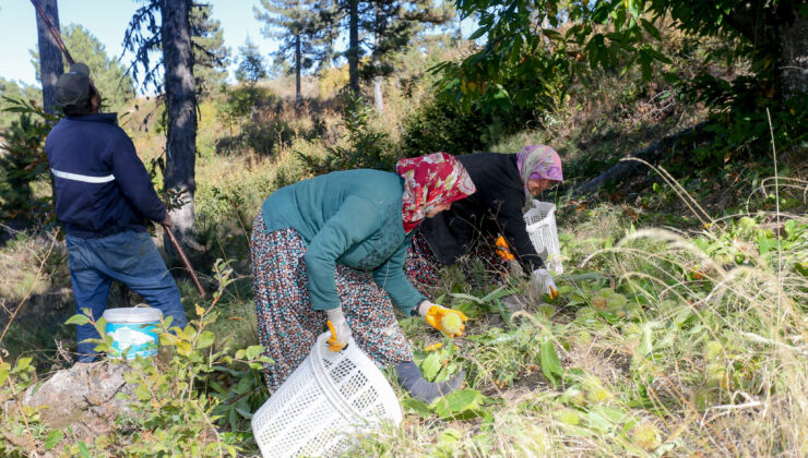 Coğrafi işaretli Simav Kestanesi için hasat heyecanı