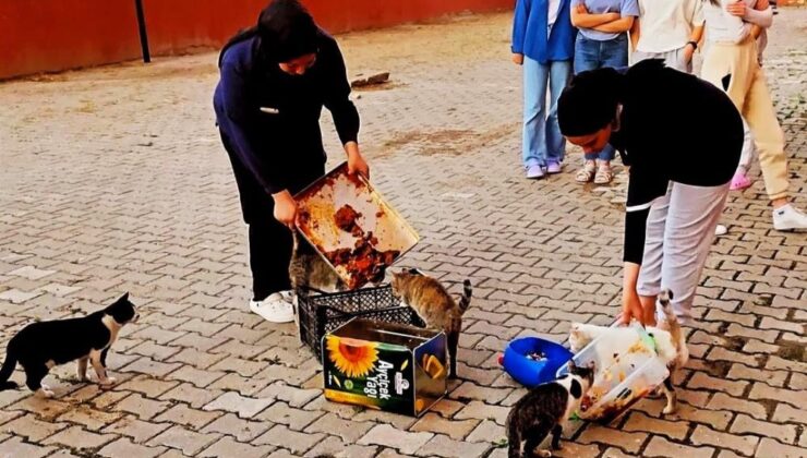 Yurt öğrencileri artan yemeklerle kedileri besledi