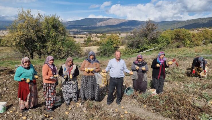 Çiftçiler hububatı bıraktı patatese yöneldi