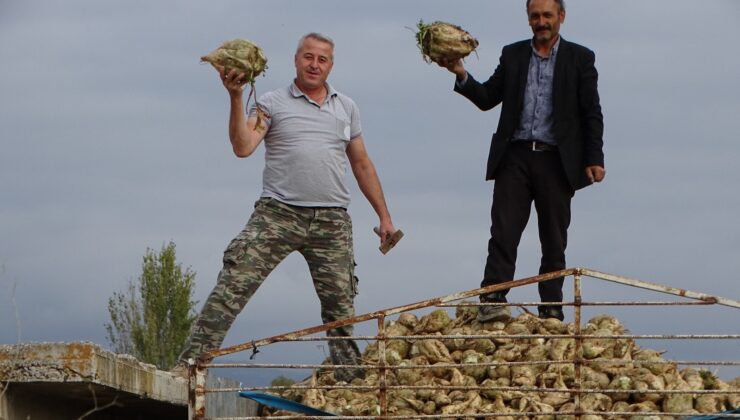 Şeker pancarında rekolte ikiye katladı