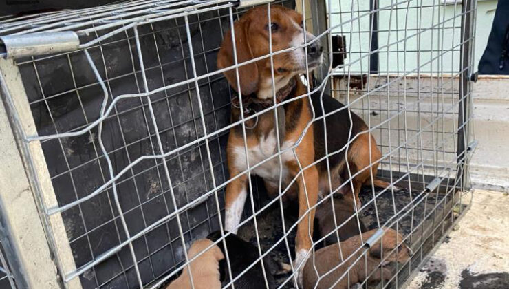 Mahallenin kabusu olan köpek barınağa götürüldü