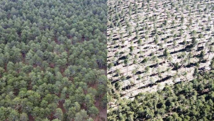Ormanlarda gençleştirme çalışmaları sürüyor