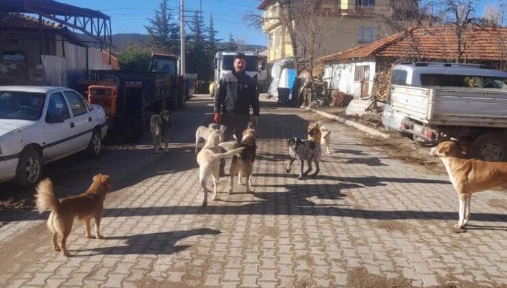 Özel İdare çalışanları can dostların hayatlarına dokunuyor