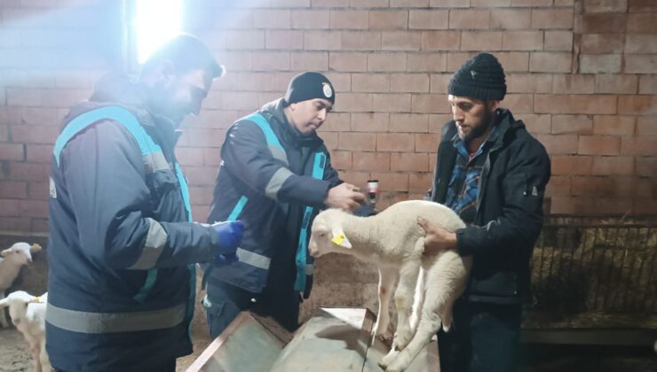 Küçükbaş hayvanlara aşılama ve küpeleme çalışması