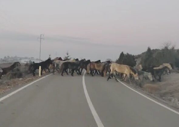 Yabani atlar görenleri hayran bıraktı