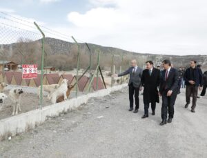 Sokak hayvanları için doğal yaşam alanı yapılacak