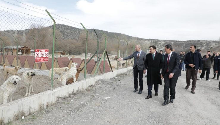Sokak hayvanları için doğal yaşam alanı yapılacak