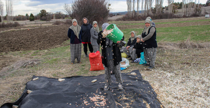 Kadınlar ata tohumu sarımsakları toprakla buluşturuyor