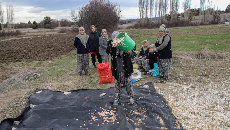 Kadınlar ata tohumu sarımsakları toprakla buluşturuyor