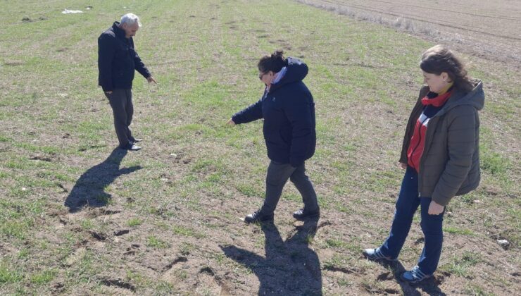 Tarla faresiyle mücadele çalışmaları sürüyor