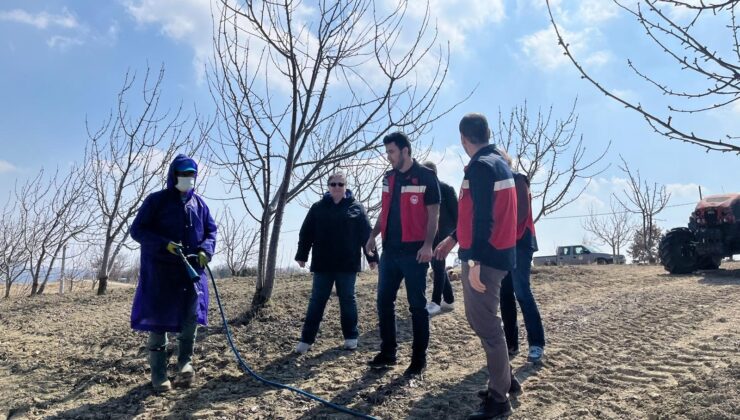Kiraz ve vişne ağaçlarını ilaçlama uygulaması başladı