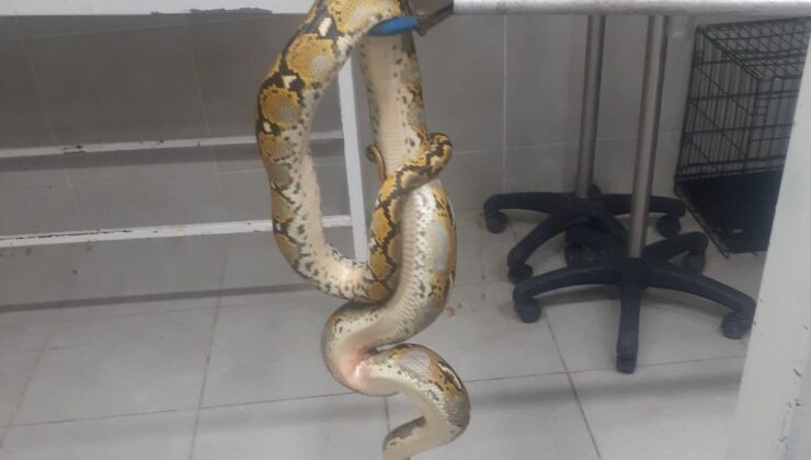 Yolcu otobüsünden piton yılan çıktı