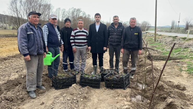 Böğürtlen fideleri toprakla buluşturuldu
