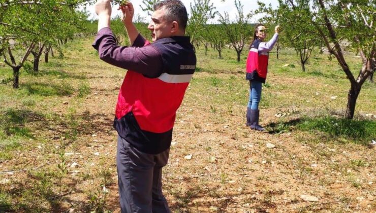 Tarım ekiplerinden zirai don sonrası inceleme