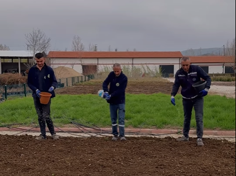 Vatandaşlara ücretsiz ata tohumu dağıtılacak