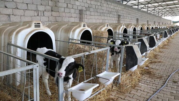 Hayvancılık destekleme başvuruları başladı