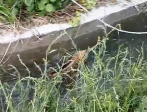 Domuz yavrusunun düştüğü sulama kanalından çıkma mücadelesi kamerada
