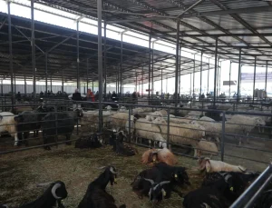 Canlı hayvan pazarı geçici olarak kapatıldı
