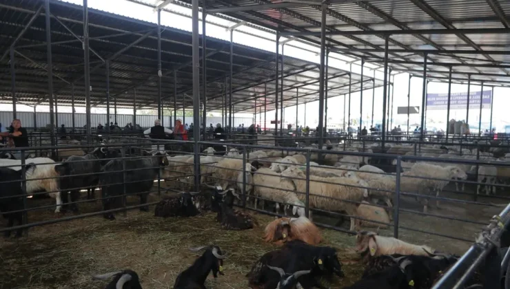 Canlı hayvan pazarı geçici olarak kapatıldı