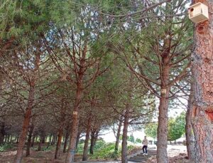 Kampüsteki ağaçlara kuş yuvaları yerleştirildi