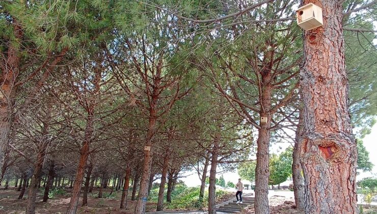 Kampüsteki ağaçlara kuş yuvaları yerleştirildi