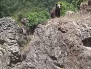 Beldeye yakın ormanlık alanda ayı görüntülendi