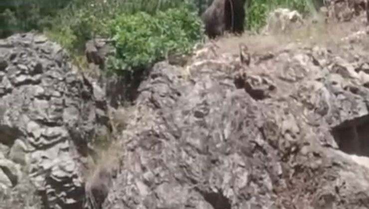 Beldeye yakın ormanlık alanda ayı görüntülendi